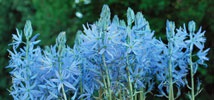 Cool Camassias