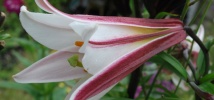Lovely Lilies
