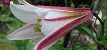 Lovely Lilies