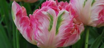 Tantalising Tulips