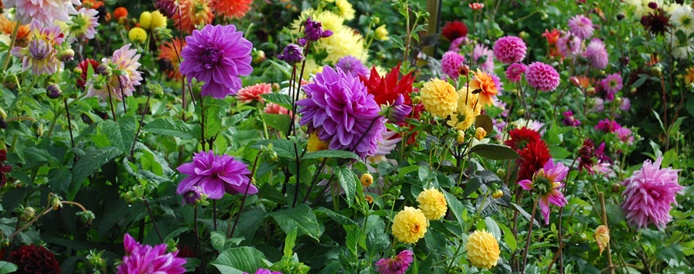 Dahlias on Nursery