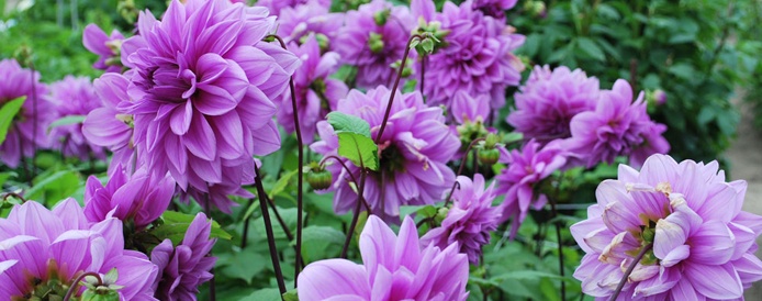 Lilac Time
