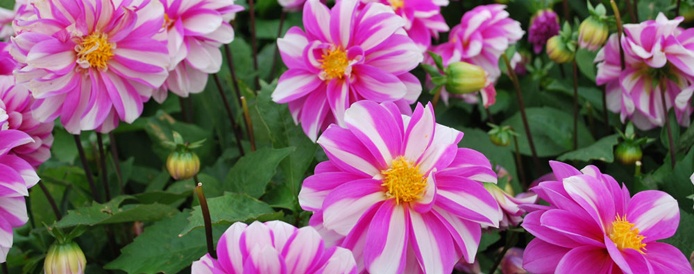 Priceless Pink