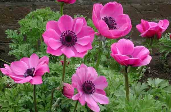 Anemone Coronaria Spring Flowering Bulbs Products
