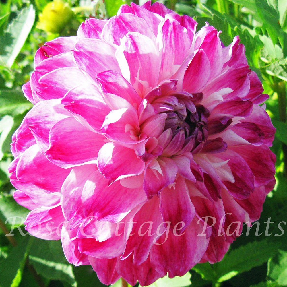 Dahlia ‘Optic Illusion’ - Rose Cottage Plants