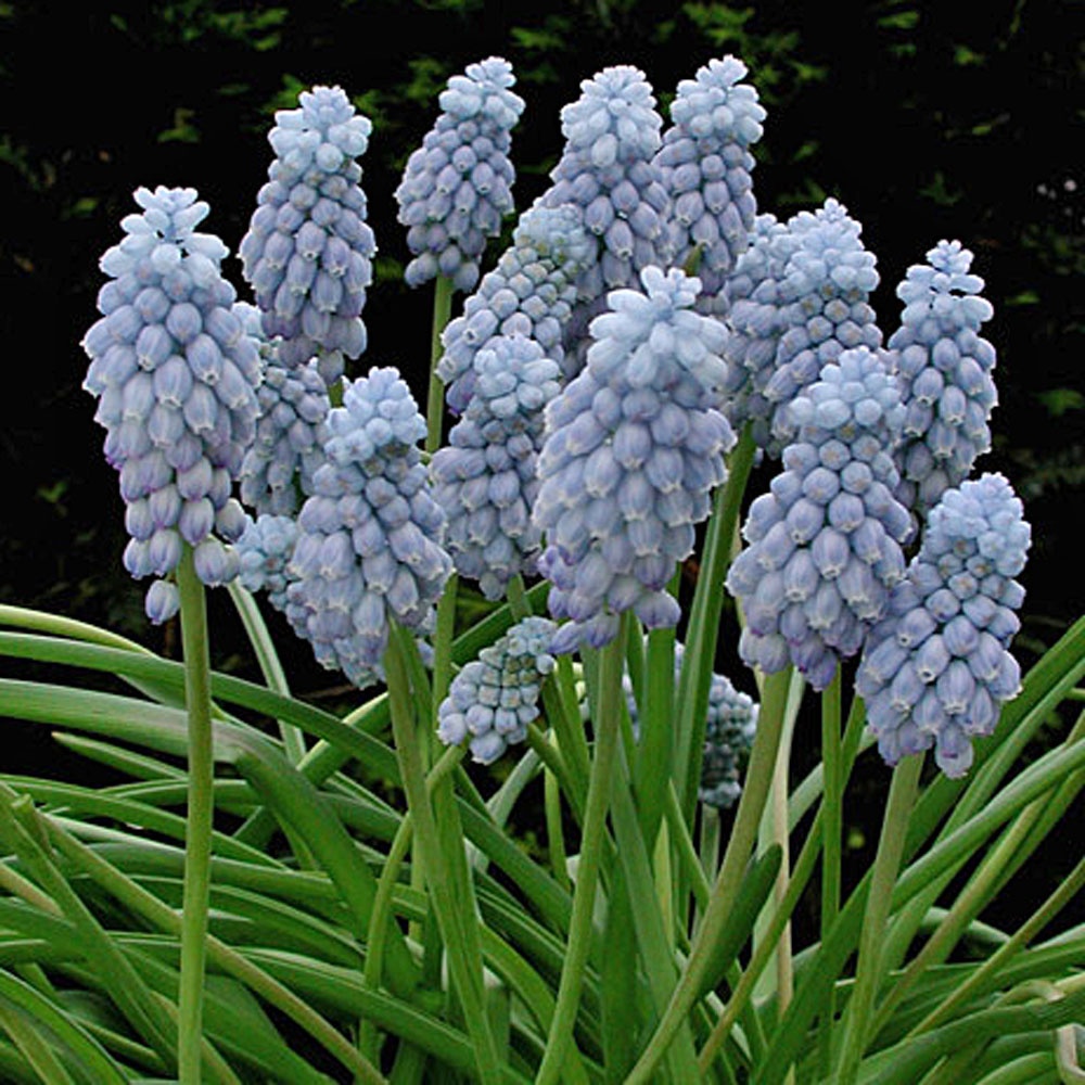 Muscari 'Valerie Finnis' - Rose Cottage Plants