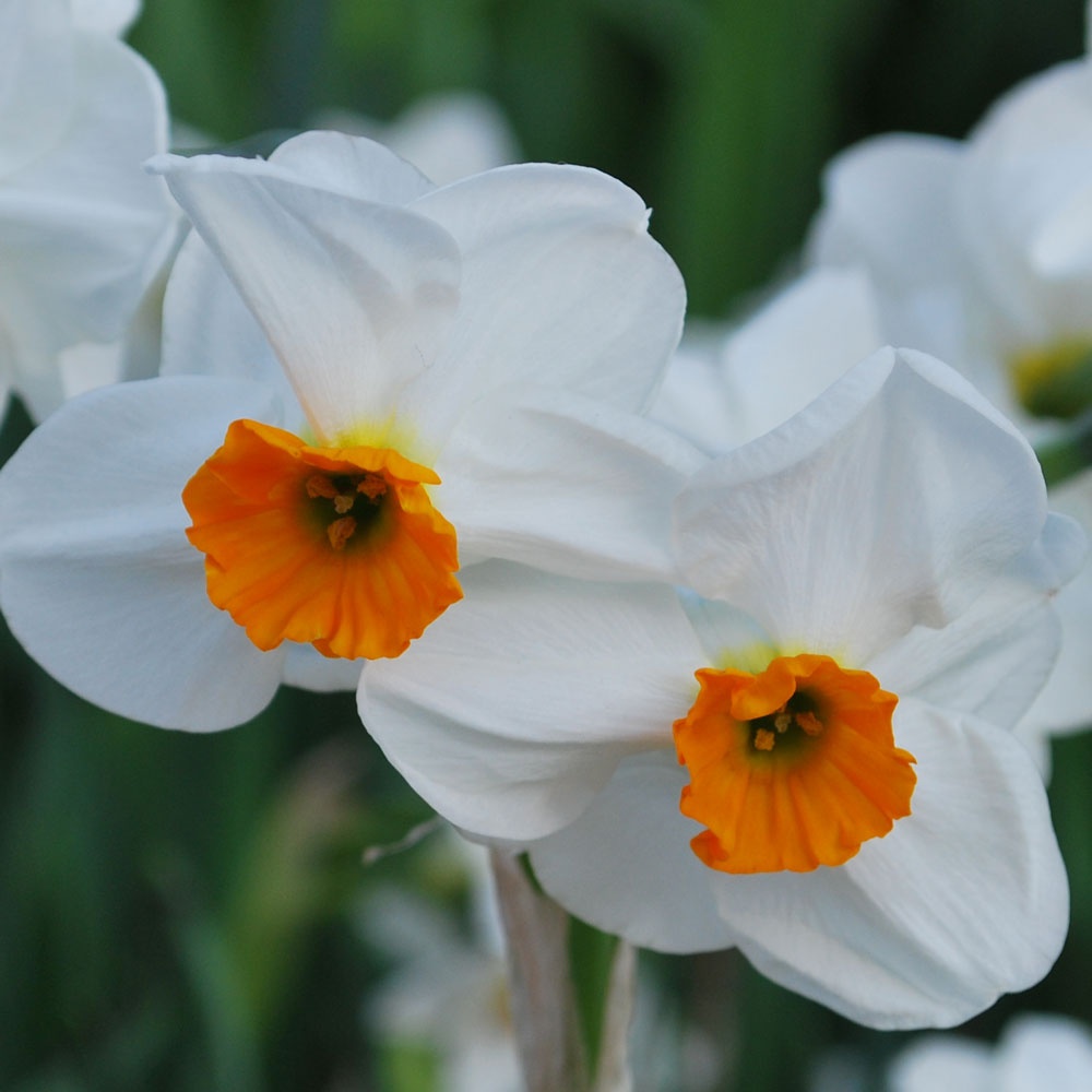 Narcissus 39;Geranium39; AGM  Rose Cottage Plants