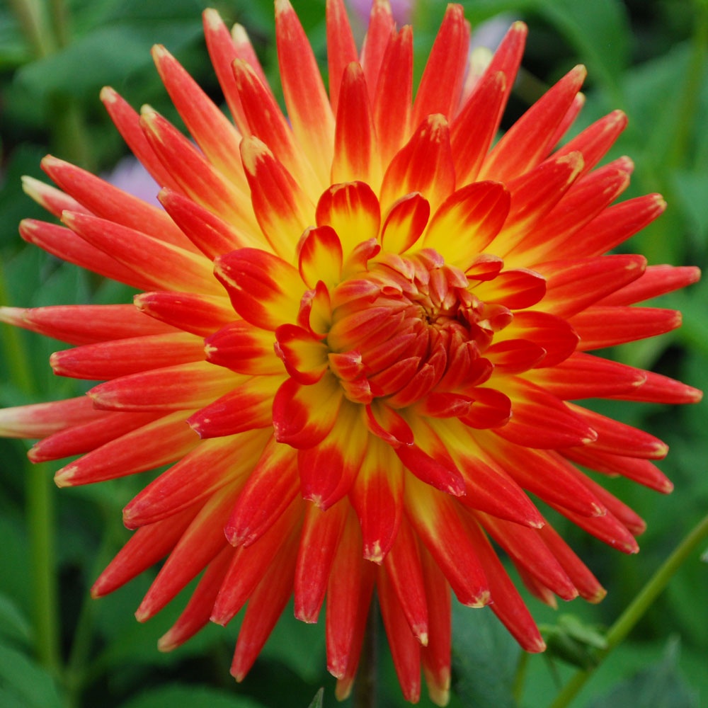 Types of Dahlia Flowers