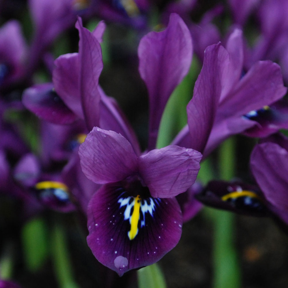 Iris histrioides Rose Cottage Plants