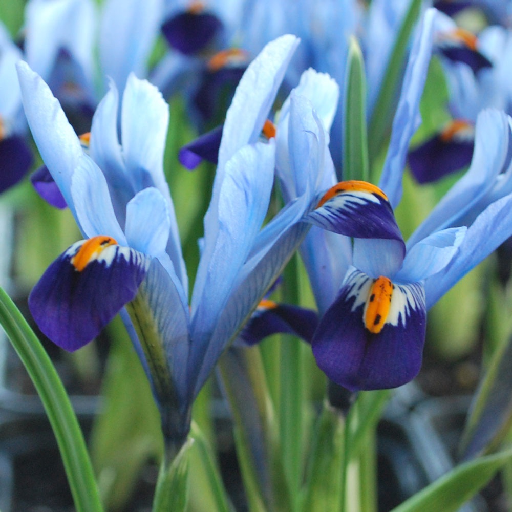 Iris reticulata 'Gordon' Rose Cottage Plants