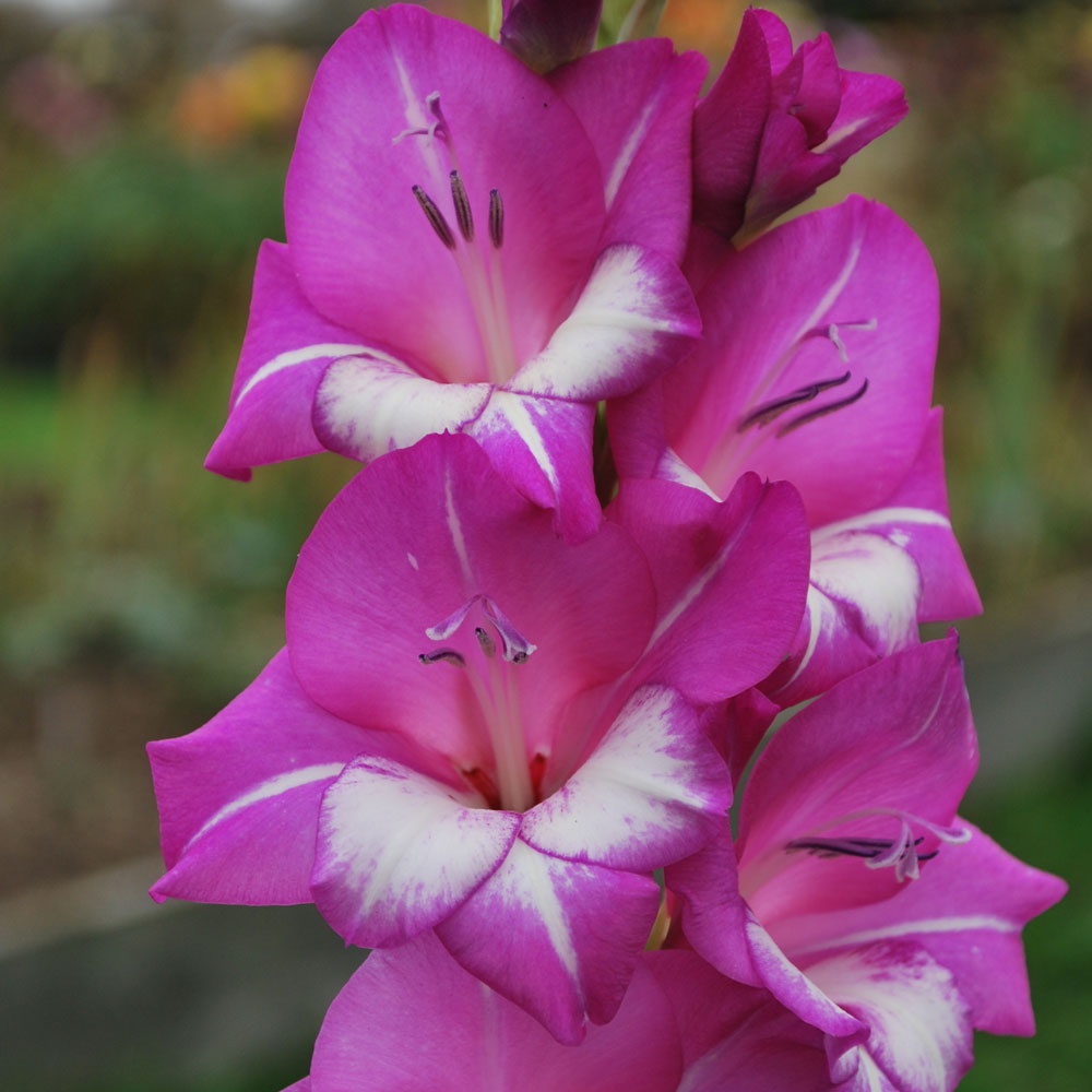 Gladiolus butterfly 'Perseus' Rose Cottage Plants