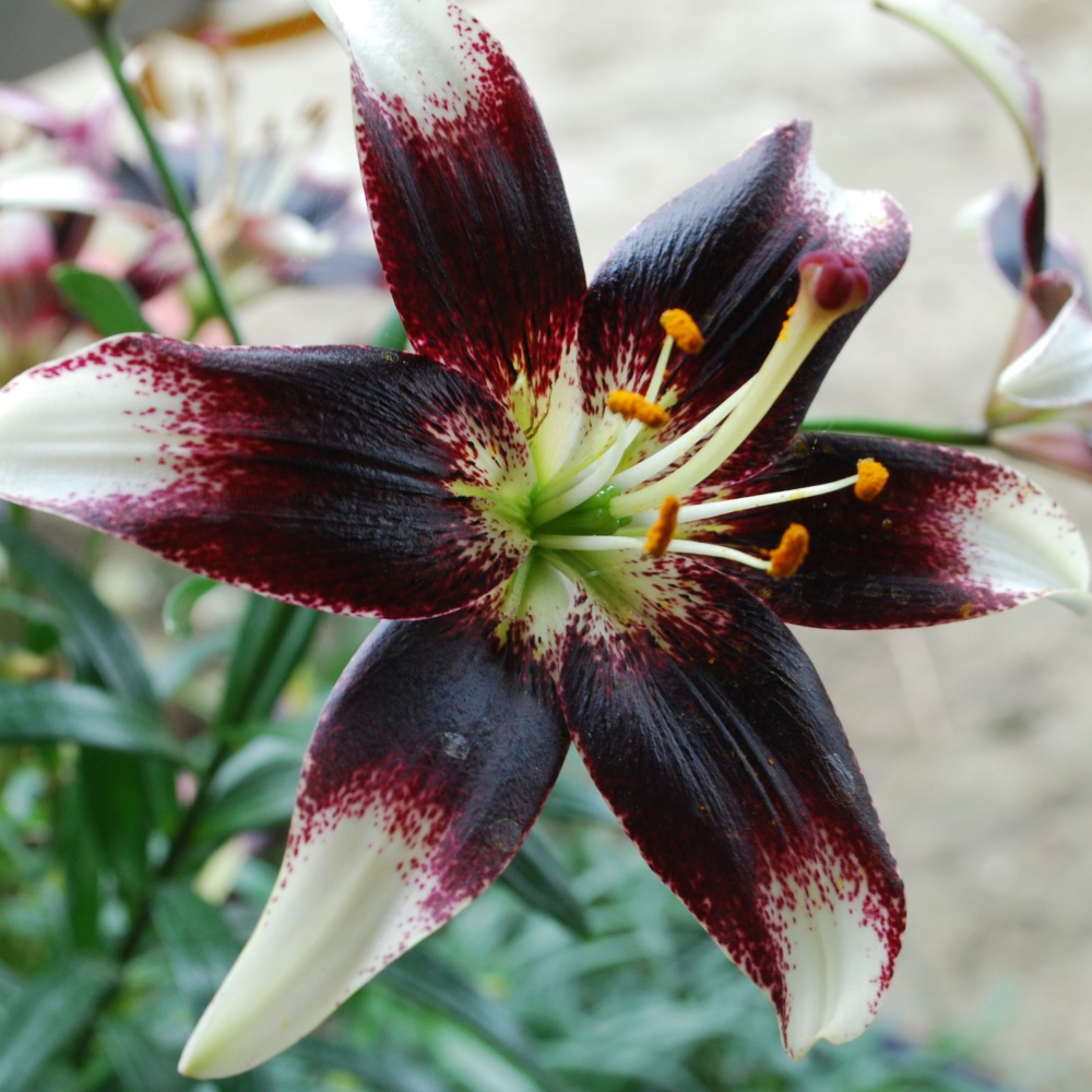 Lilium Pride' Rose Cottage Plants