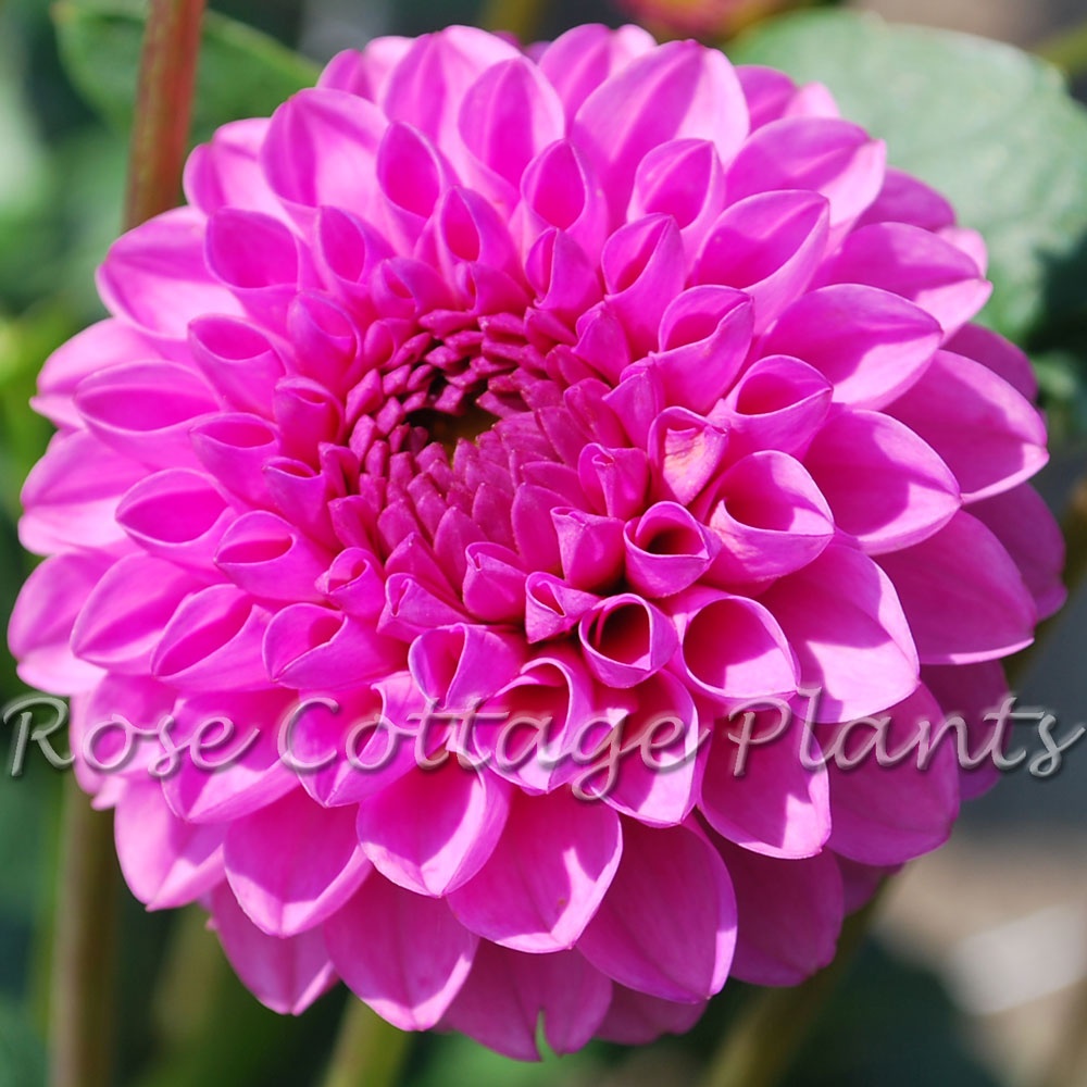 Dahlia 'Jan van Scheffelaar' Rose Cottage Plants