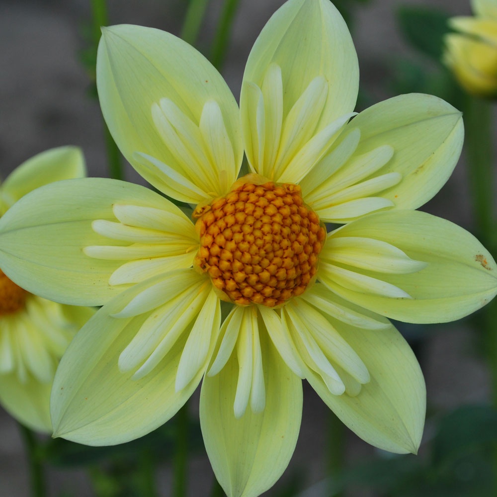 Dahlia ‘Clair de Lune’ AGM - Rose Cottage Plants
