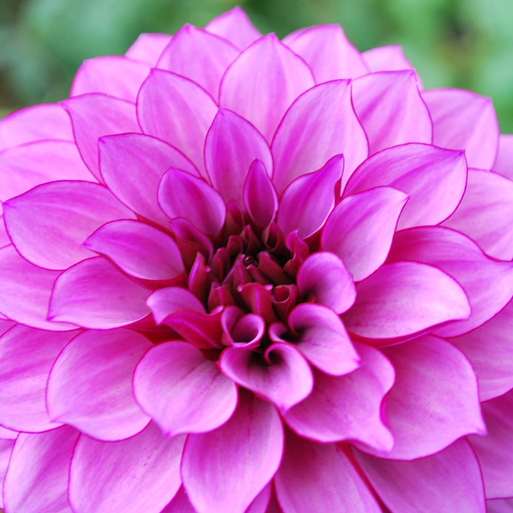 Dahlia 'Blue Bell' - Rose Cottage Plants