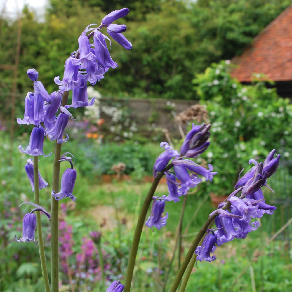 Hyacinthoides nonscripta (English bluebell) Rose Cottage Plants