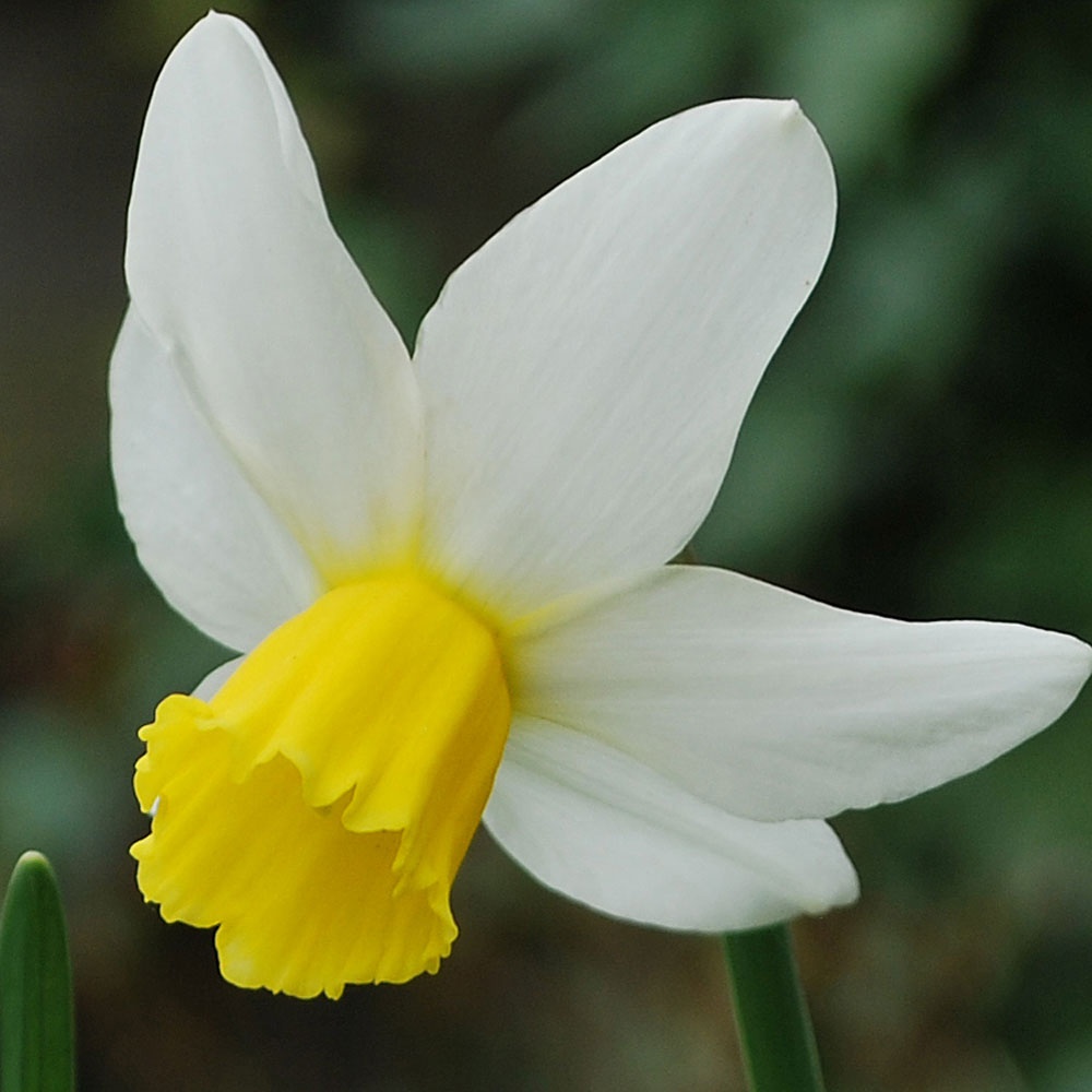Narcissus 39;Jack Snipe39;  Rose Cottage Plants