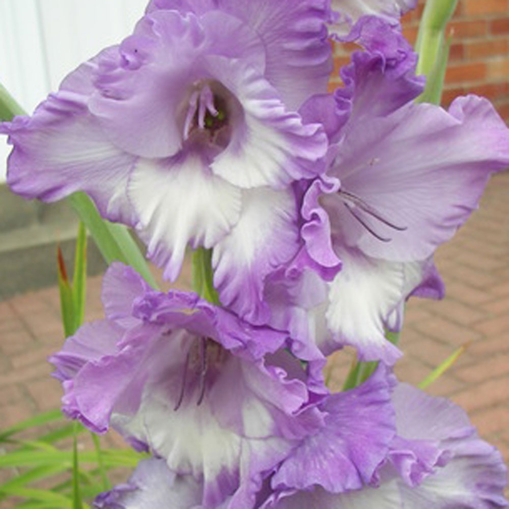 Gladiolus grandiflora 'Blue Frost' Rose Cottage Plants