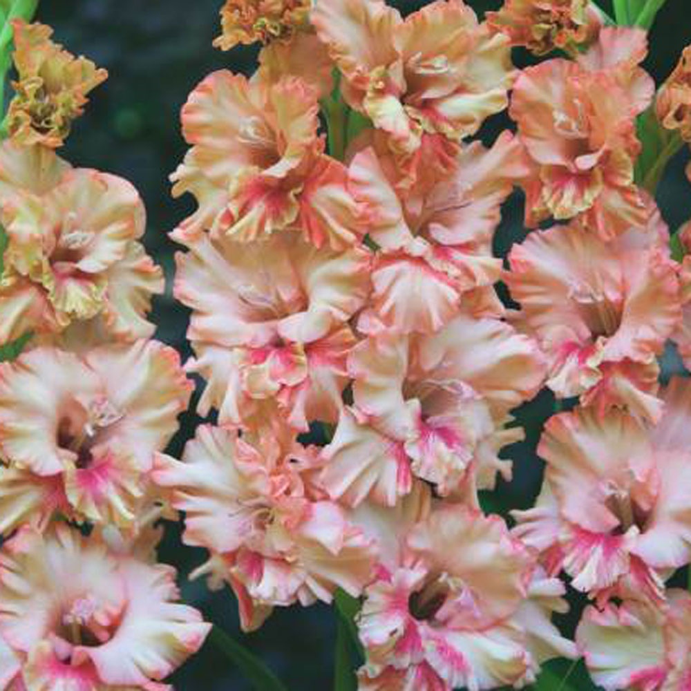 Gladiolus grandiflorus 'Kissy Ruffle' Rose Cottage Plants