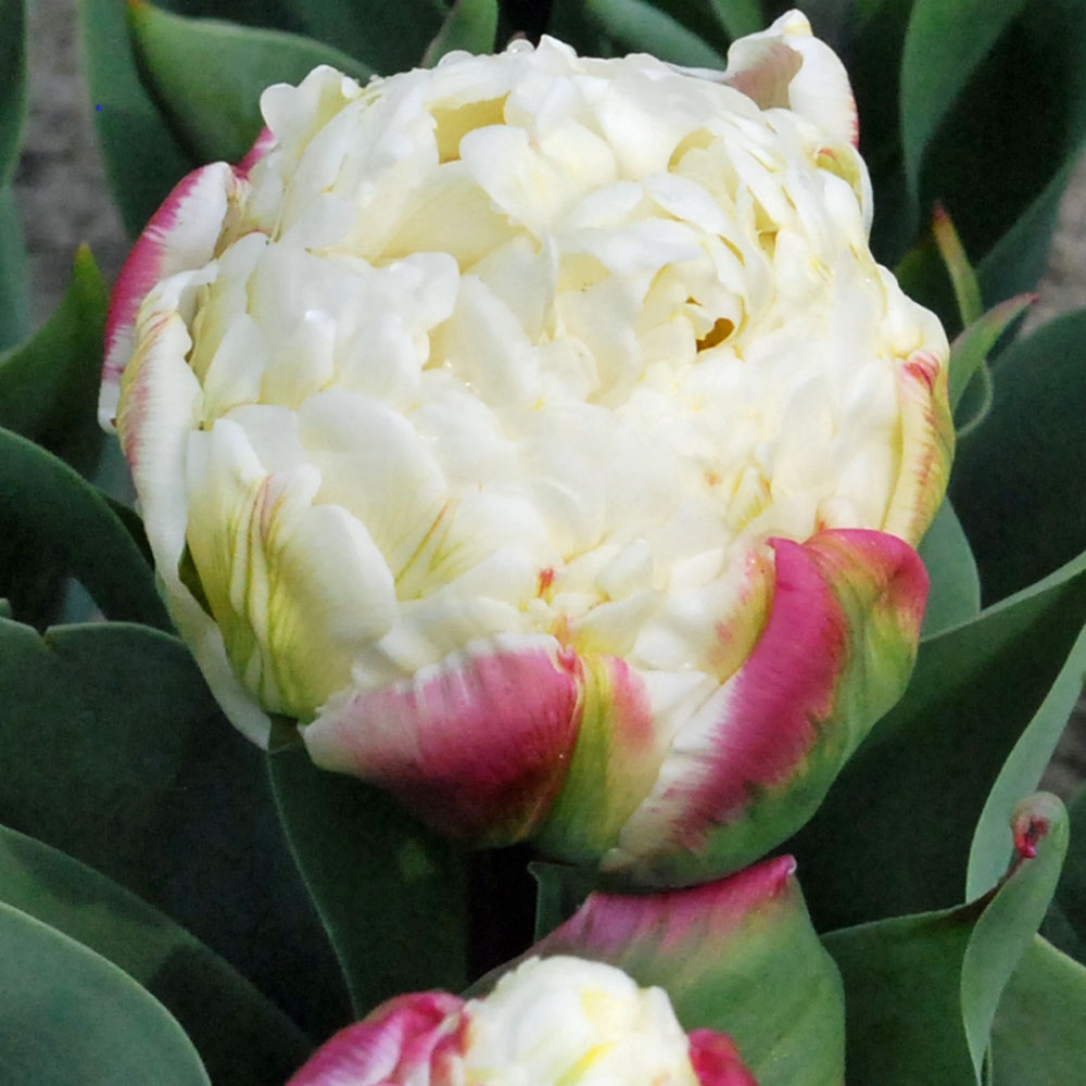 Tulipa 'Ice Cream' Rose Cottage Plants