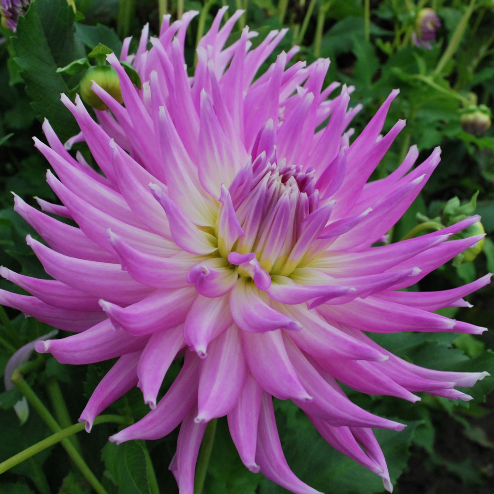 Dahlia 'Mingus Gregory' Rose Cottage Plants