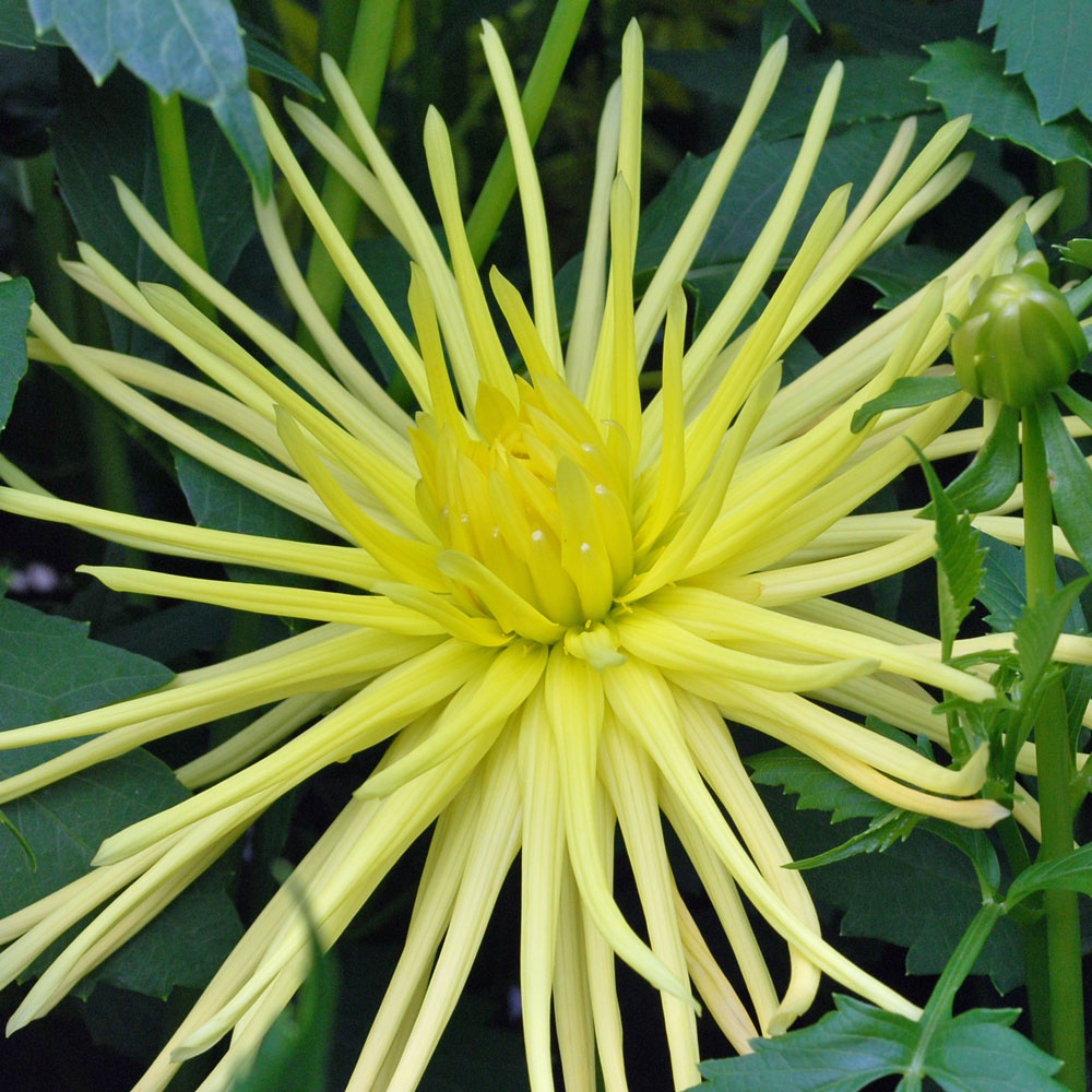 Dahlia Grysons Yellow Spider’ - Rose Cottage Plants
