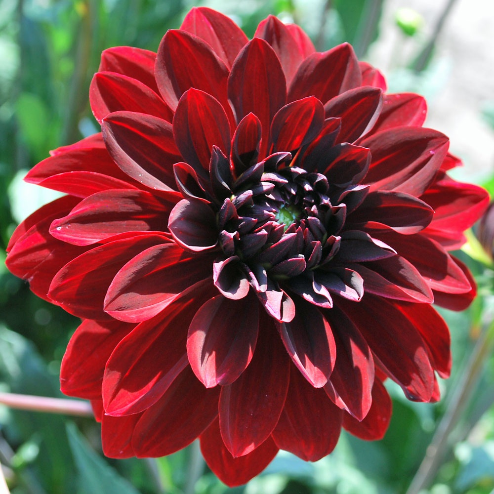Dahlia 'Bloody Mary' Rose Cottage Plants
