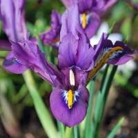 Iris reticulata 'Scent-Sational'