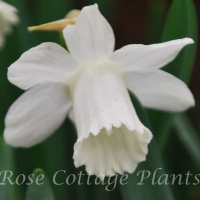 Narcissus 'Ice Baby' (formerly 'Snow Baby')