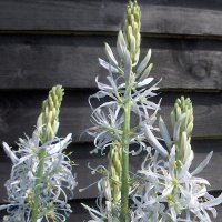 Camassia