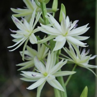 Camassia leichtlinii semi-plena