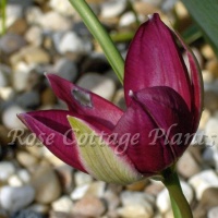 Tulipa humilis var. pulchella ‘Odalisque’
