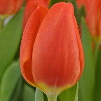 Tulipa 'Orange Sherpa'