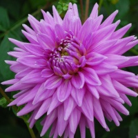 Dahlia Worton Blue Streak  - pack of 3 tubers