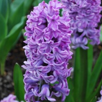 Hyacinth 'Splendid Cornelia'