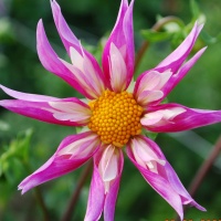Dahlia 'Lorona Dawn' - pack of 3 tubers Dahlia 'Lorona Dawn' - pack of 3 tubers