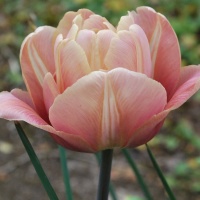 Tulipa 'La Belle Epoque'