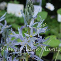 Camassia leichtlinii 'Blue Heaven'