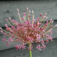 Allium 'Toabago' (previously 'Spider')