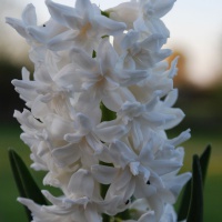 Hyacinth 'Snow Crystal'