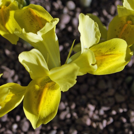 Iris reticulata 'Sunshine'