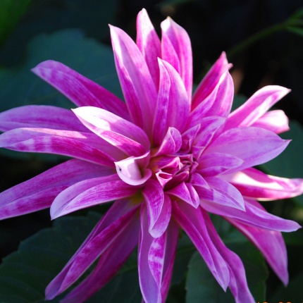 Dahlia Pink Giraffe