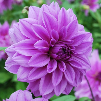 Dahlia Lilac Time single