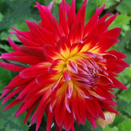 Dahlia &lsquo;Manhattan Island&rsquo; - Rose Cottage Plants