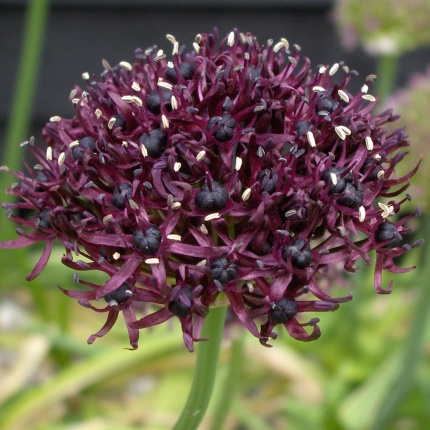 Allium atropurpureum