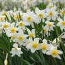 Narcissus 'White Lady'