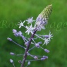 Scilla hyacinthoides Blue Arrow