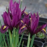 Iris reticulata 'J.S.Dijt'