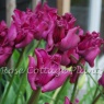 Tulipa 'Negrita Crown'