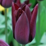 Tulipa 'Havran'